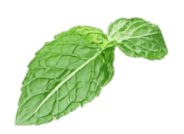 A basil leaf